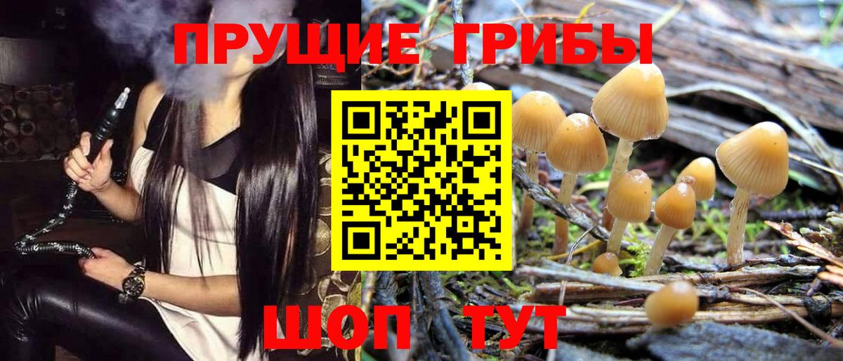 Псилоцибиновые грибы Psilocybine cubensis Бахчисарай